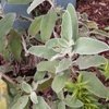 Jerusalem Sage